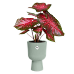 vibes fold coupe 14cm sorbet groen